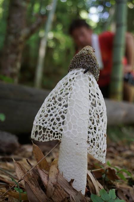 色々なきのこの画像が見たい