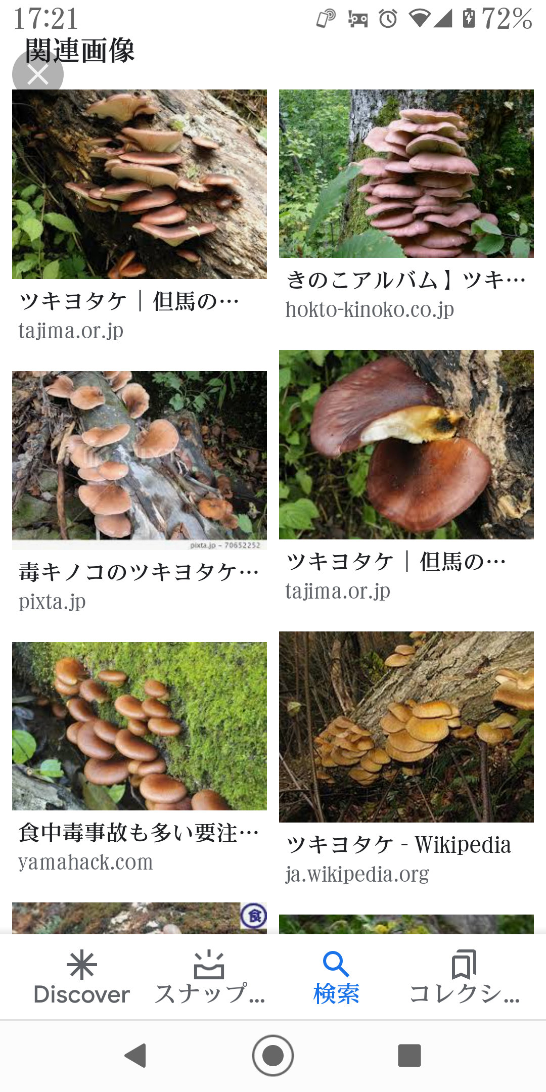 色々なきのこの画像が見たい