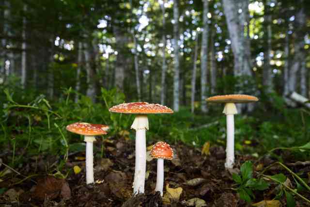 色々なきのこの画像が見たい