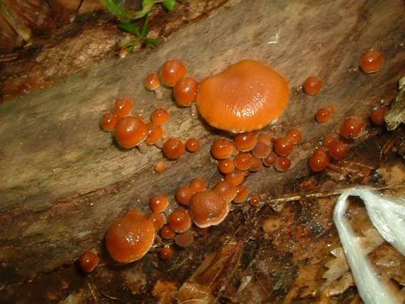 色々なきのこの画像が見たい