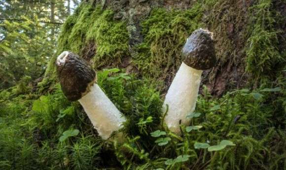 色々なきのこの画像が見たい