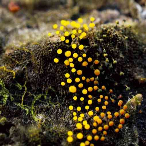 色々なきのこの画像が見たい