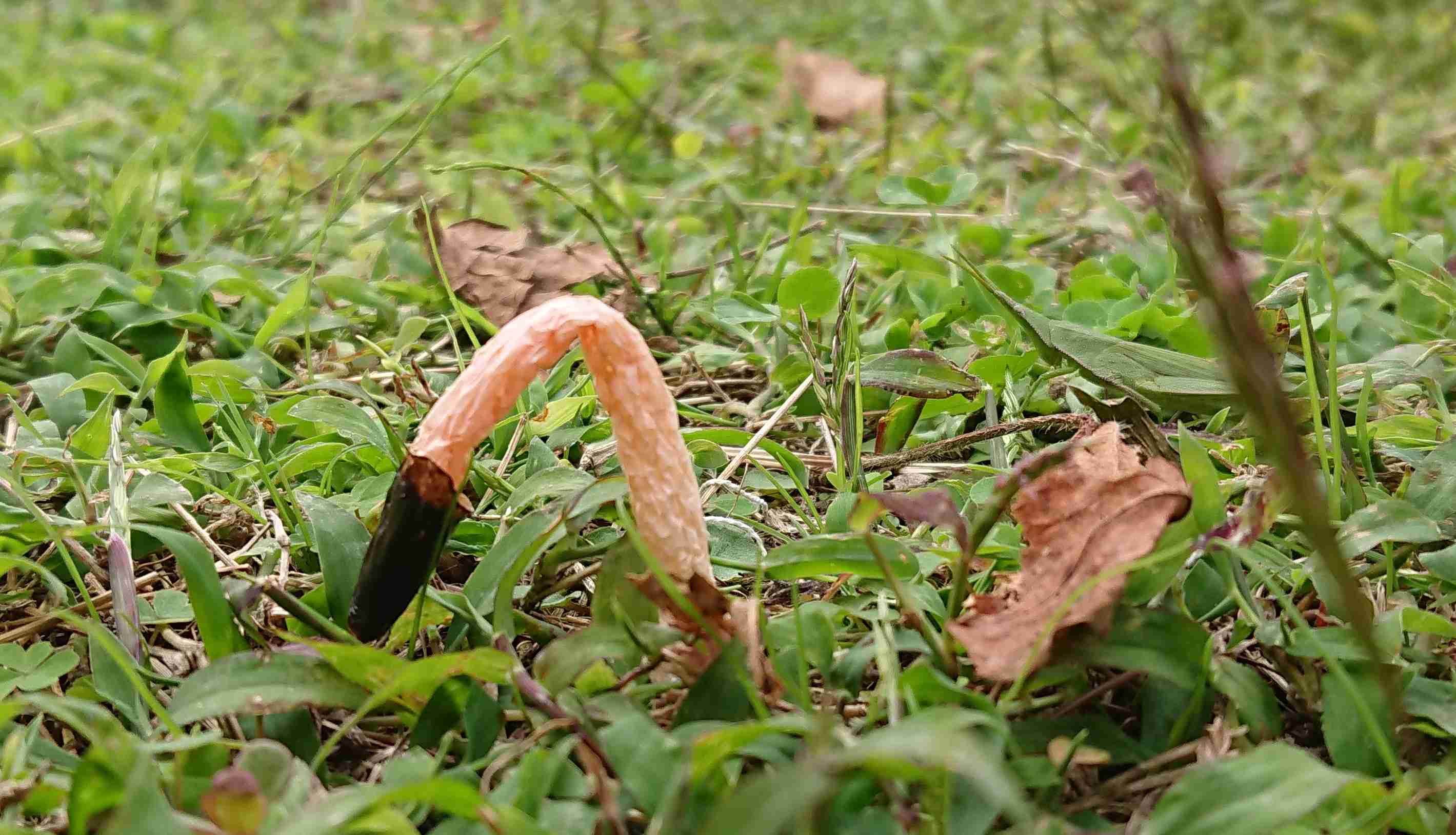 色々なきのこの画像が見たい