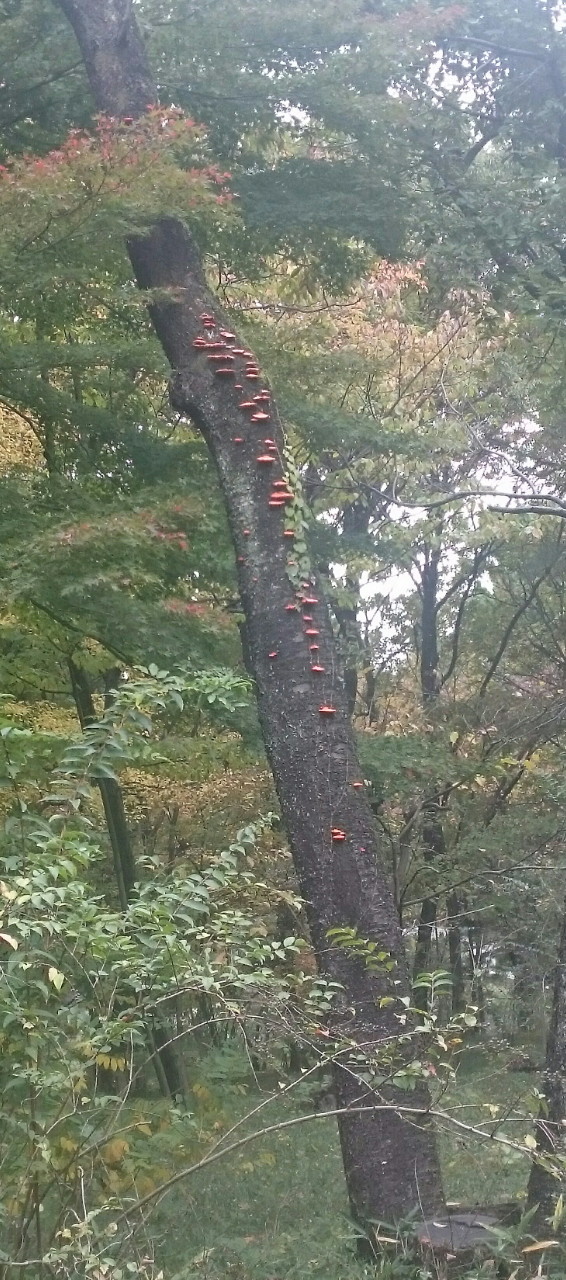 色々なきのこの画像が見たい