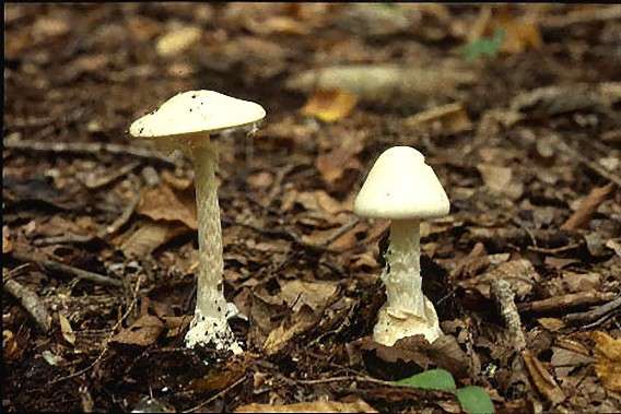 色々なきのこの画像が見たい