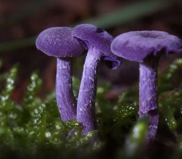 色々なきのこの画像が見たい