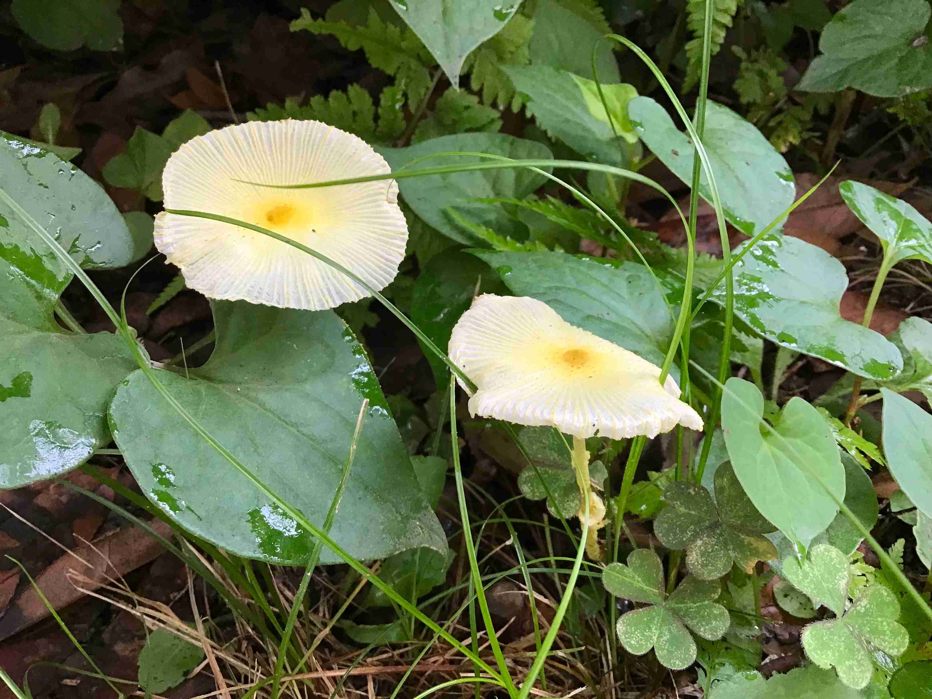 色々なきのこの画像が見たい