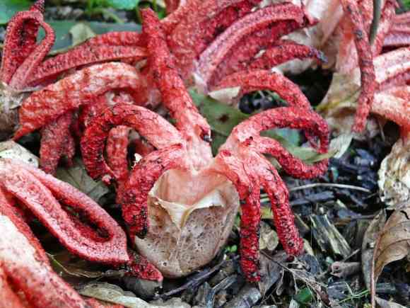 色々なきのこの画像が見たい