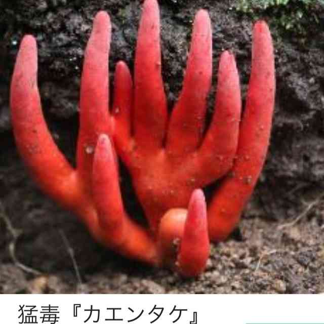 色々なきのこの画像が見たい