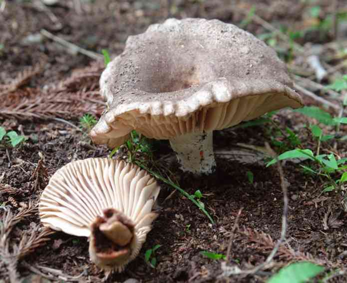 色々なきのこの画像が見たい