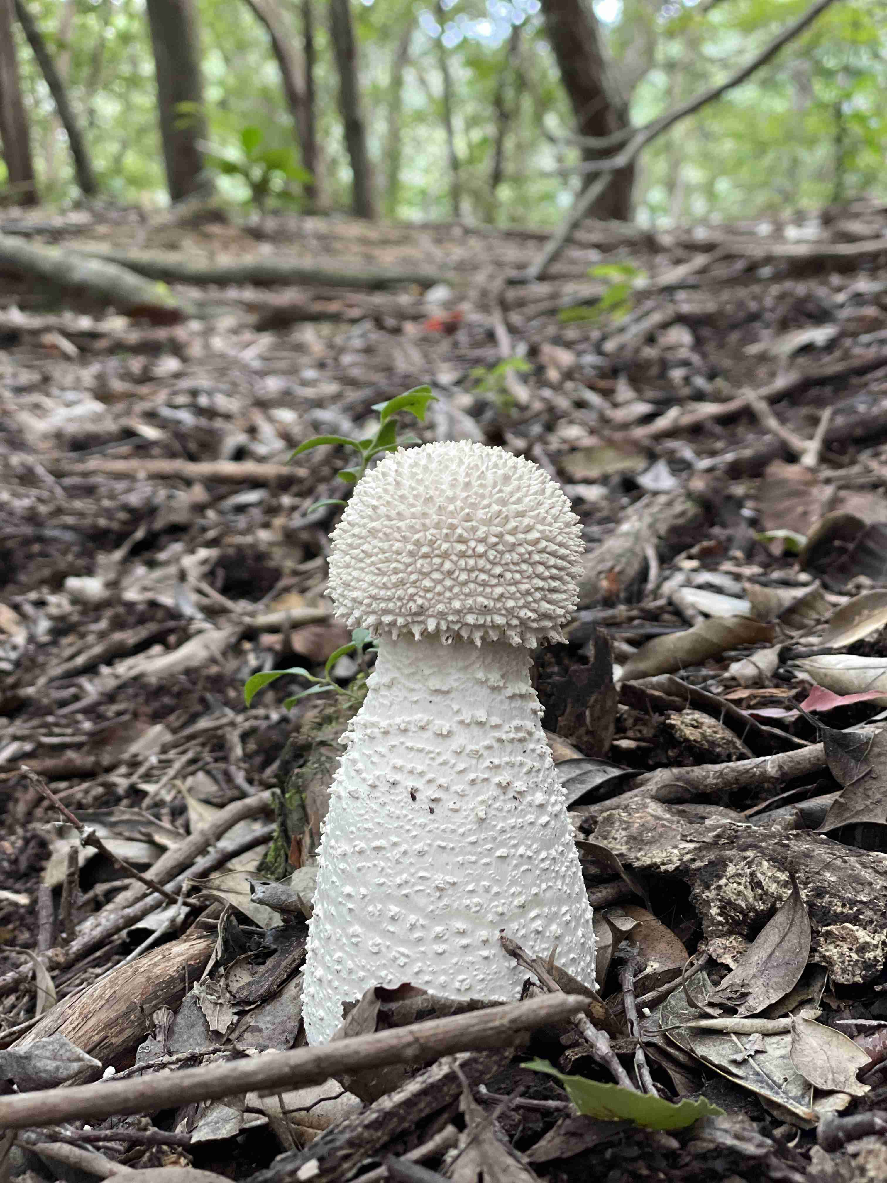 色々なきのこの画像が見たい