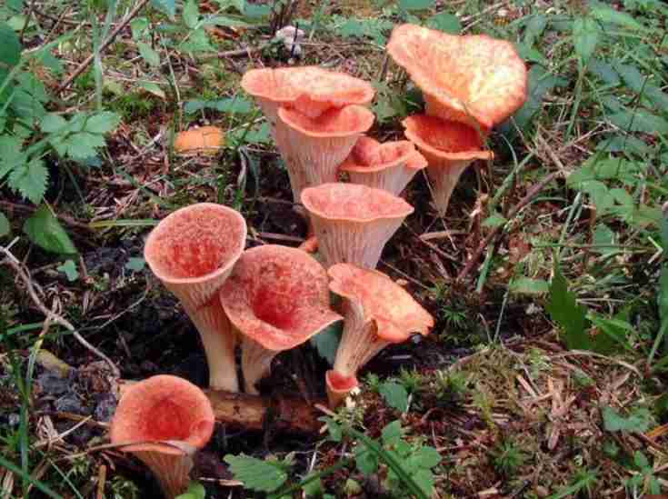 色々なきのこの画像が見たい