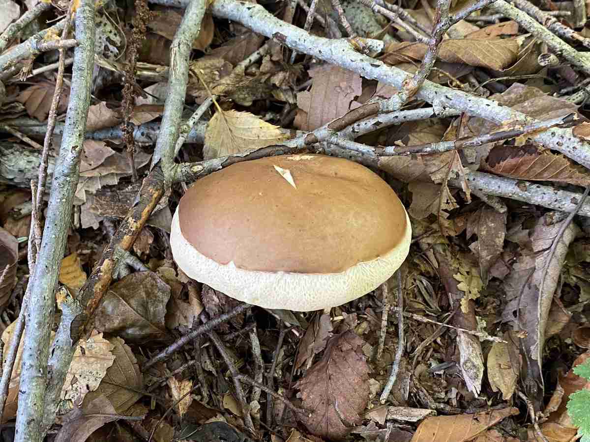 色々なきのこの画像が見たい