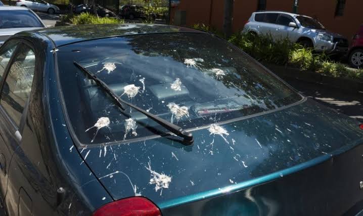 鳥が車にフンをするのを防ぐ方法 ガールズちゃんねる Girls Channel