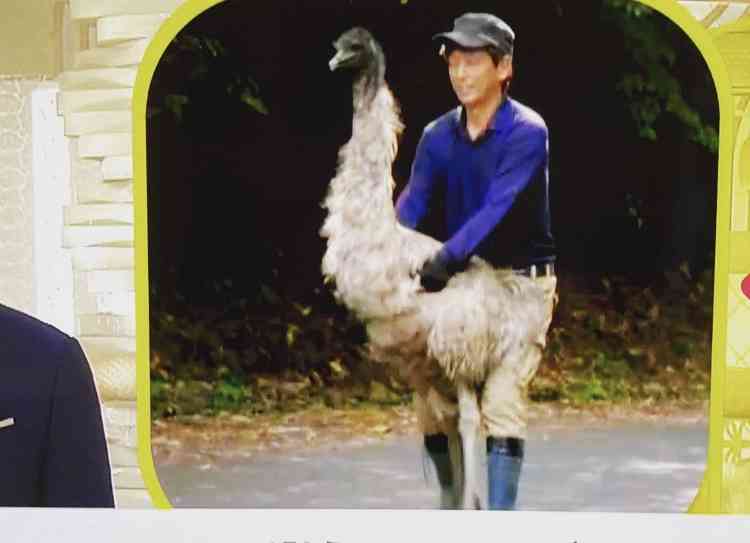 大型の鳥 エミュー 牧場から54羽逃げ18羽を捜索中 熊本 菊池