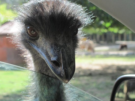 大型の鳥 エミュー 牧場から54羽逃げ18羽を捜索中 熊本 菊池