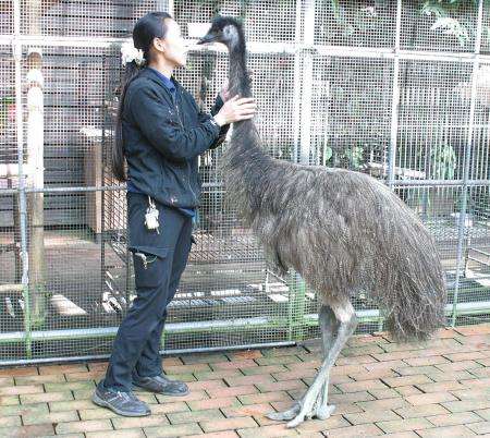 大型の鳥 エミュー 牧場から54羽逃げ18羽を捜索中 熊本 菊池