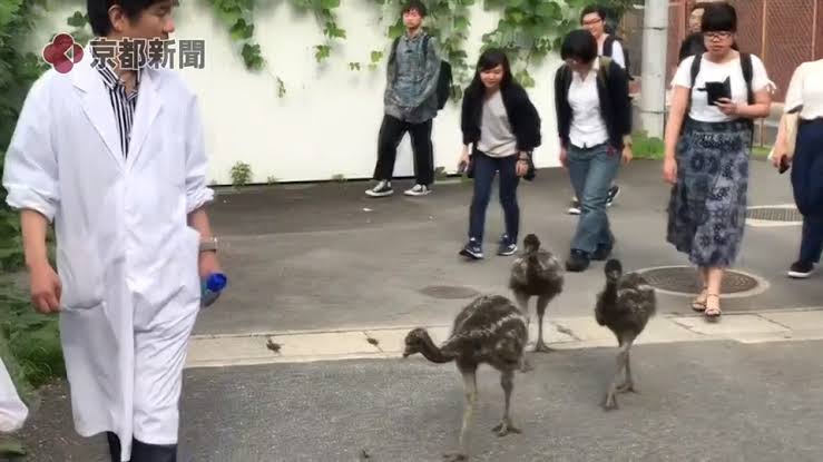 大型の鳥 エミュー 牧場から54羽逃げ18羽を捜索中 熊本 菊池