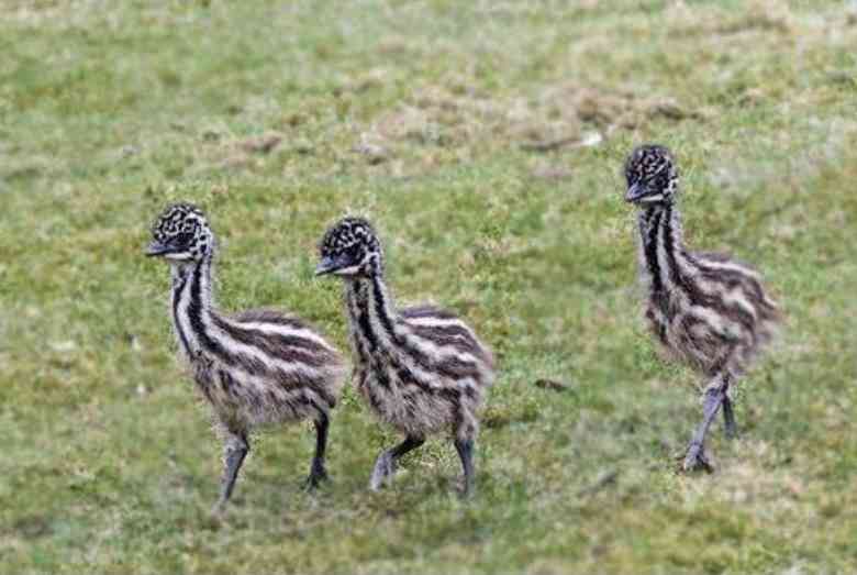 大型の鳥 エミュー 牧場から54羽逃げ18羽を捜索中 熊本 菊池