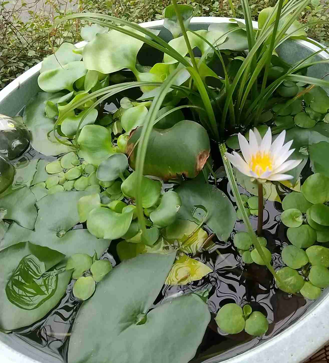 メダカ倶楽部 part 8