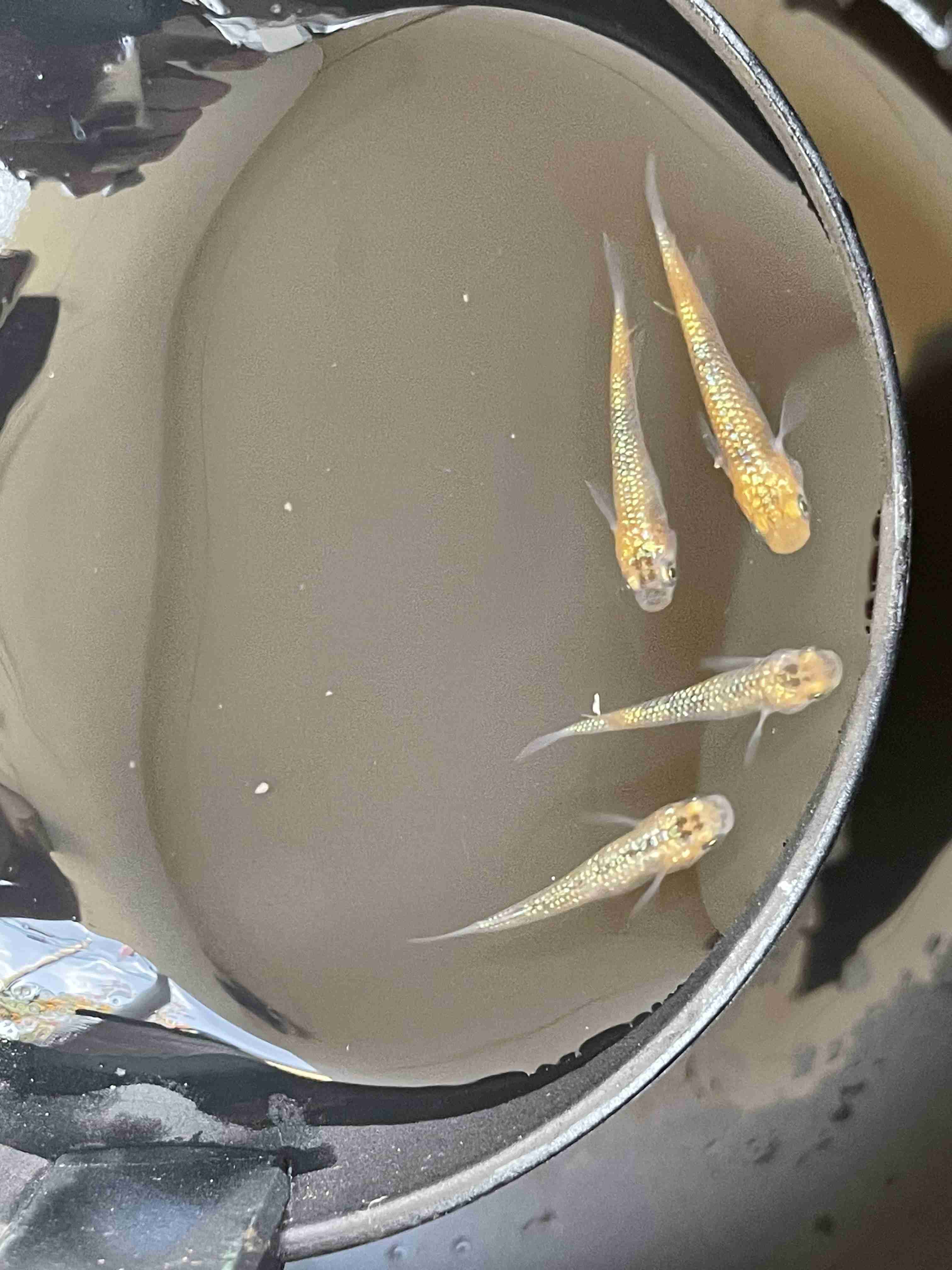 メダカ倶楽部 part 8