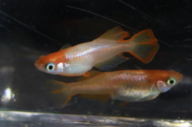 メダカ倶楽部 part 8