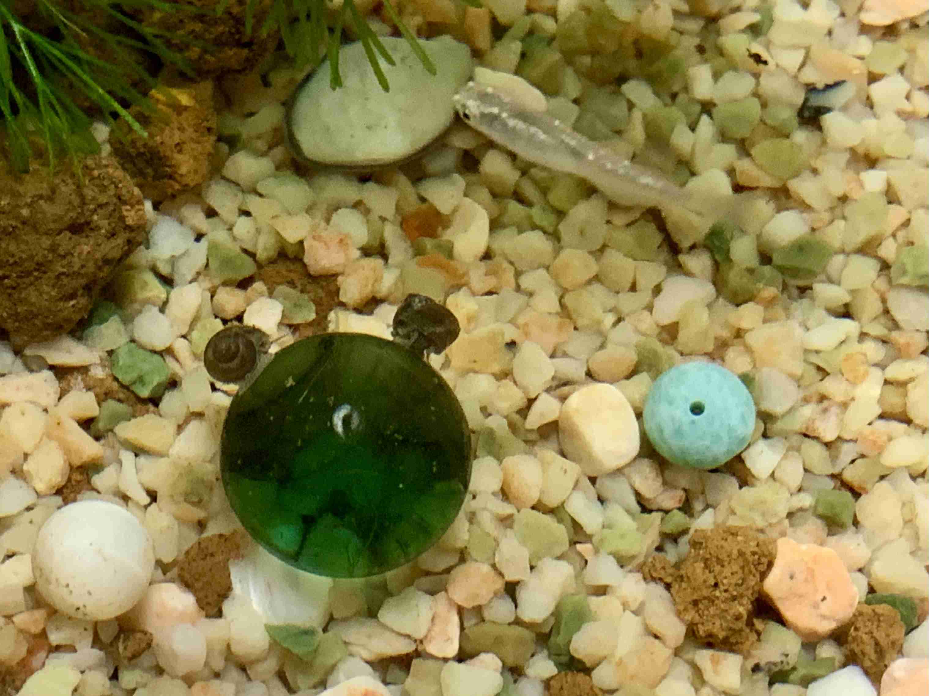 メダカ倶楽部 part 8