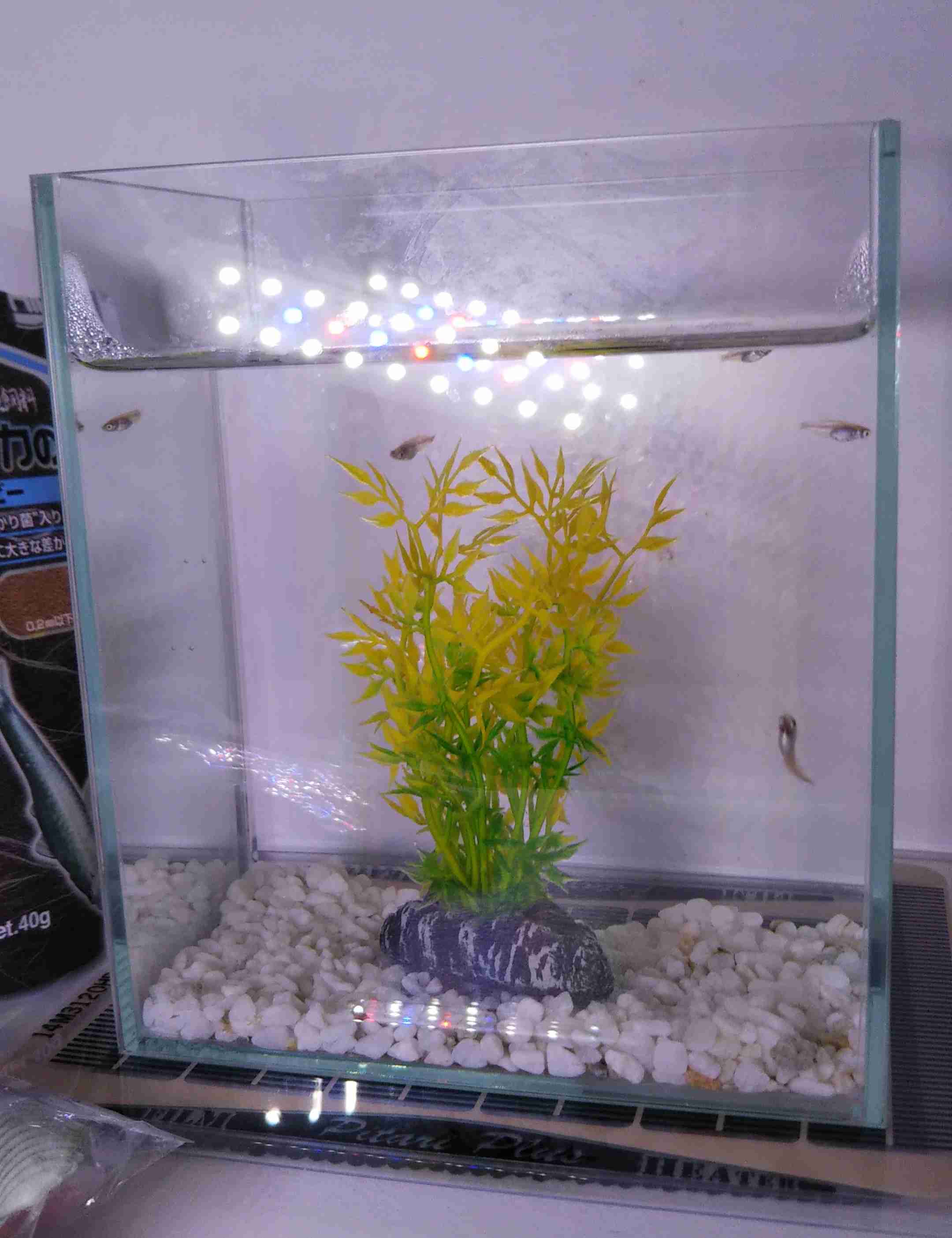 メダカ倶楽部 part 8