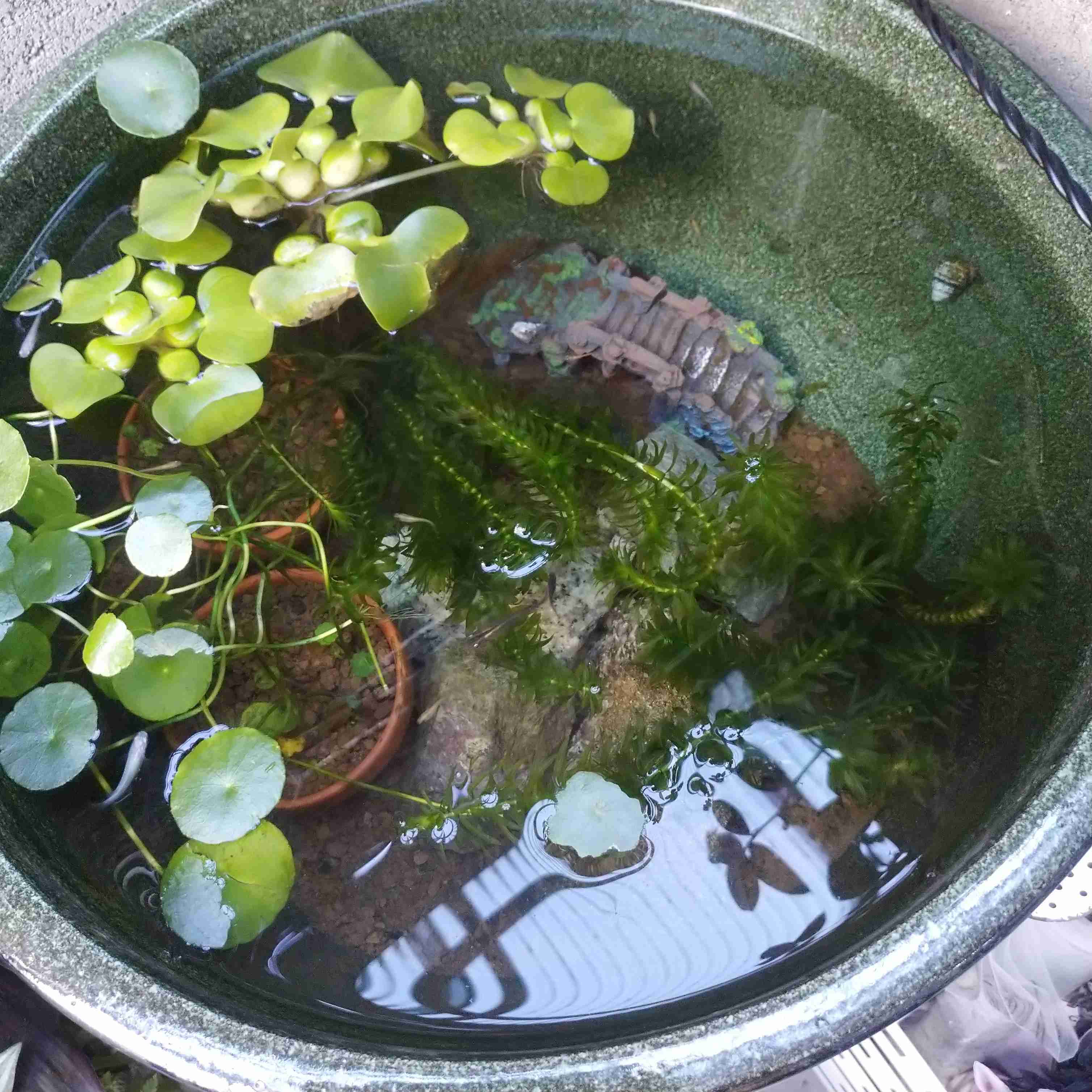 メダカ倶楽部 part 8