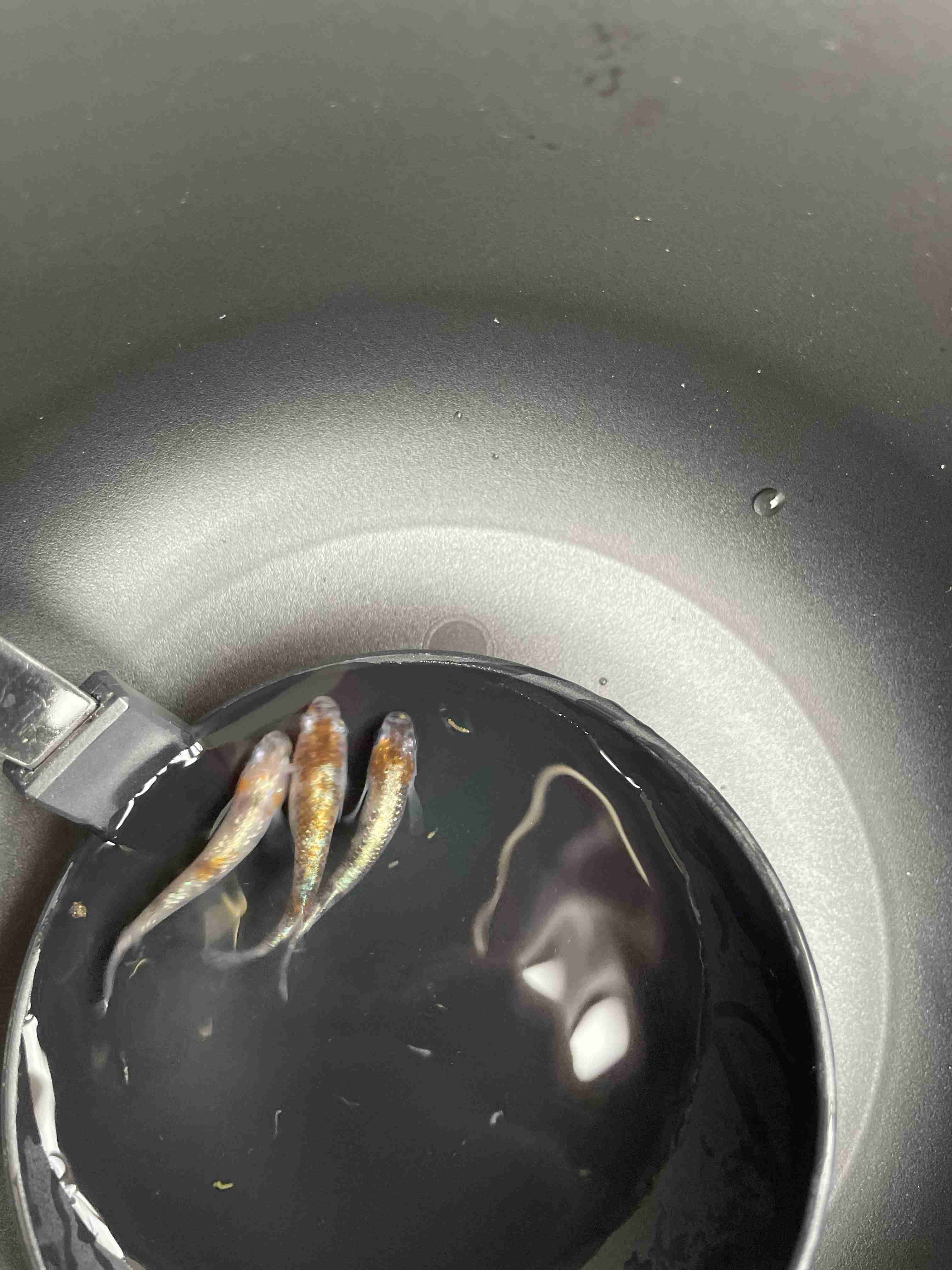 メダカ倶楽部 part 8