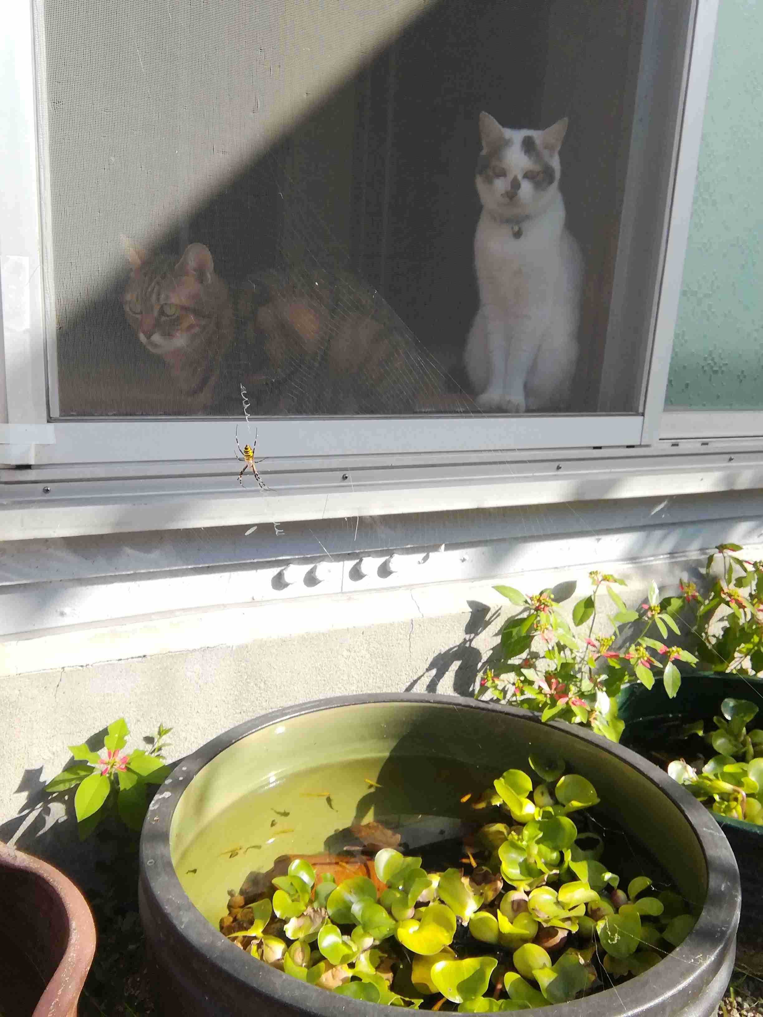 メダカ倶楽部 part 8