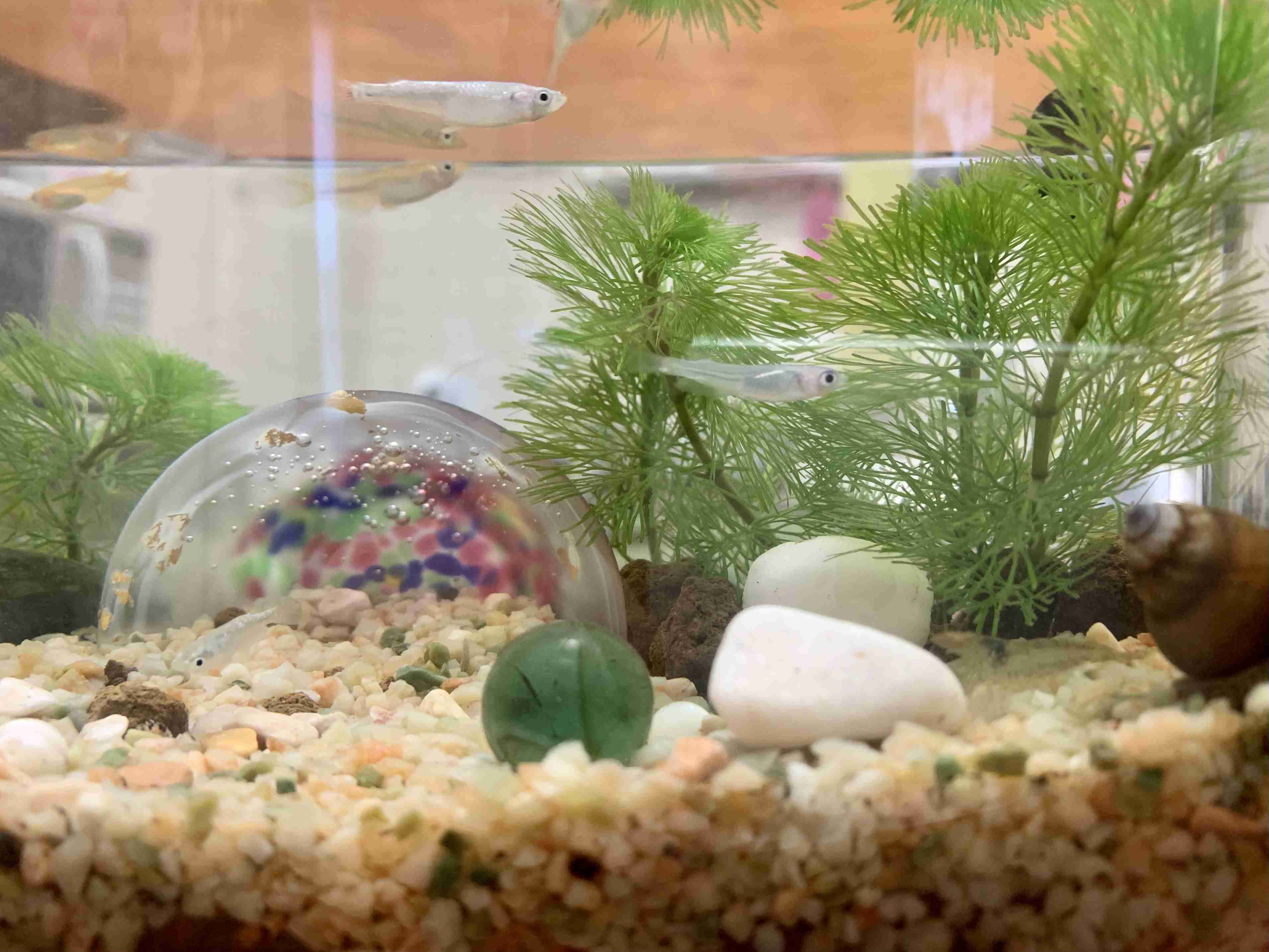 メダカ倶楽部 part 8