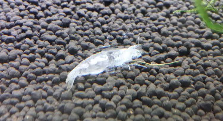 メダカ倶楽部 part 8