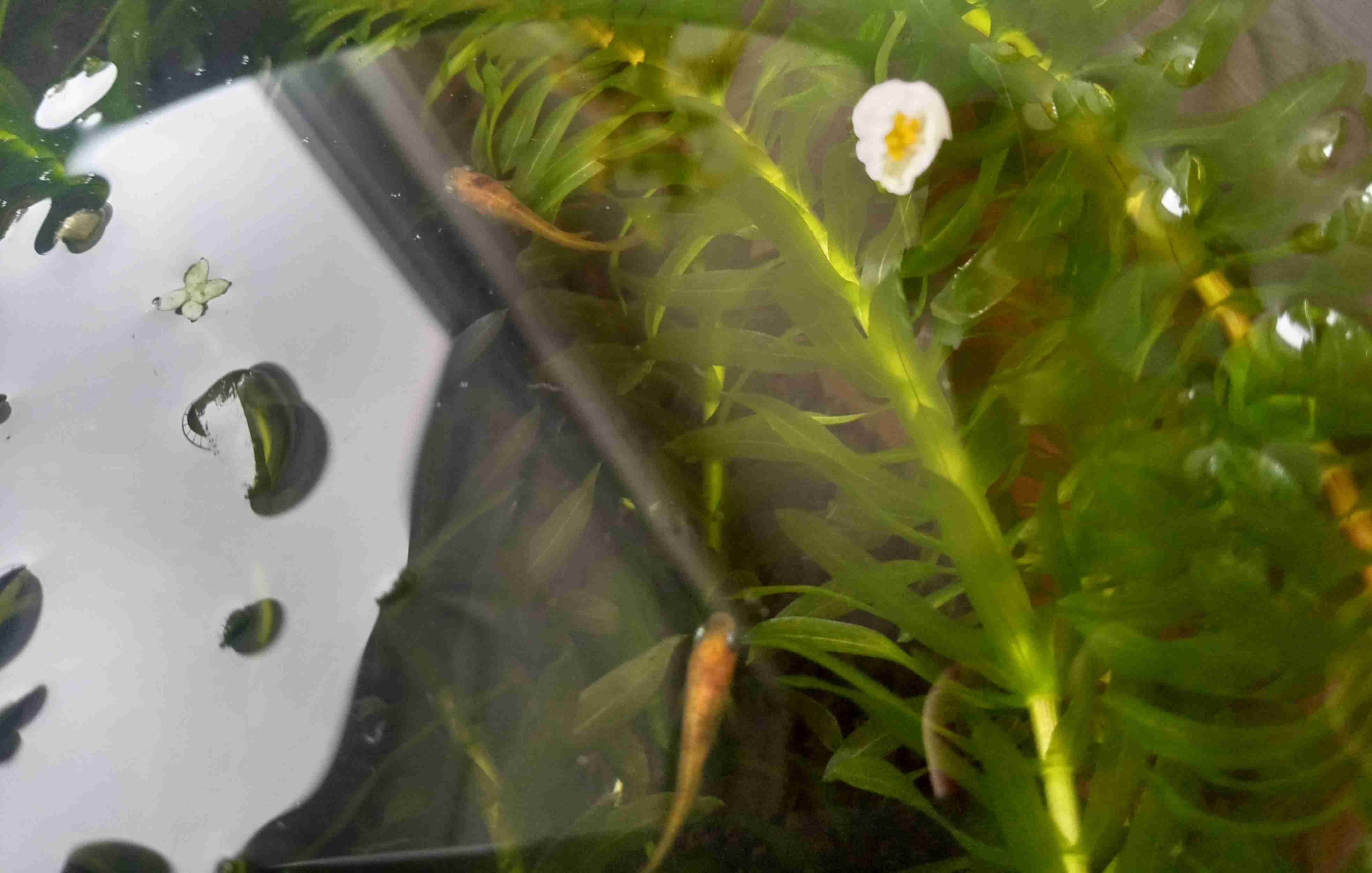 メダカ倶楽部 part 8