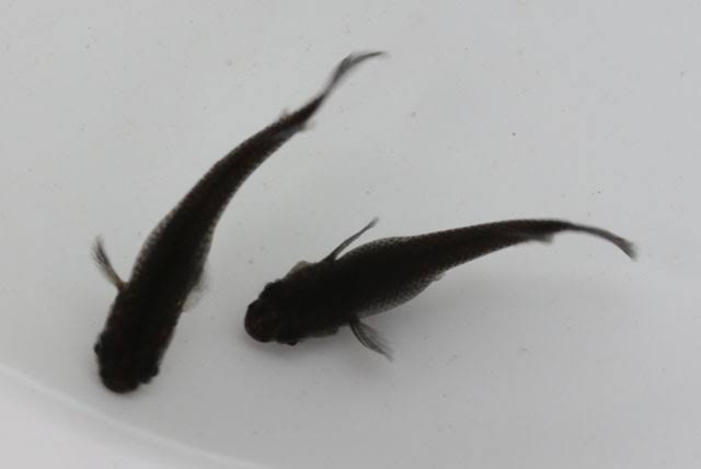 メダカ倶楽部 part 8