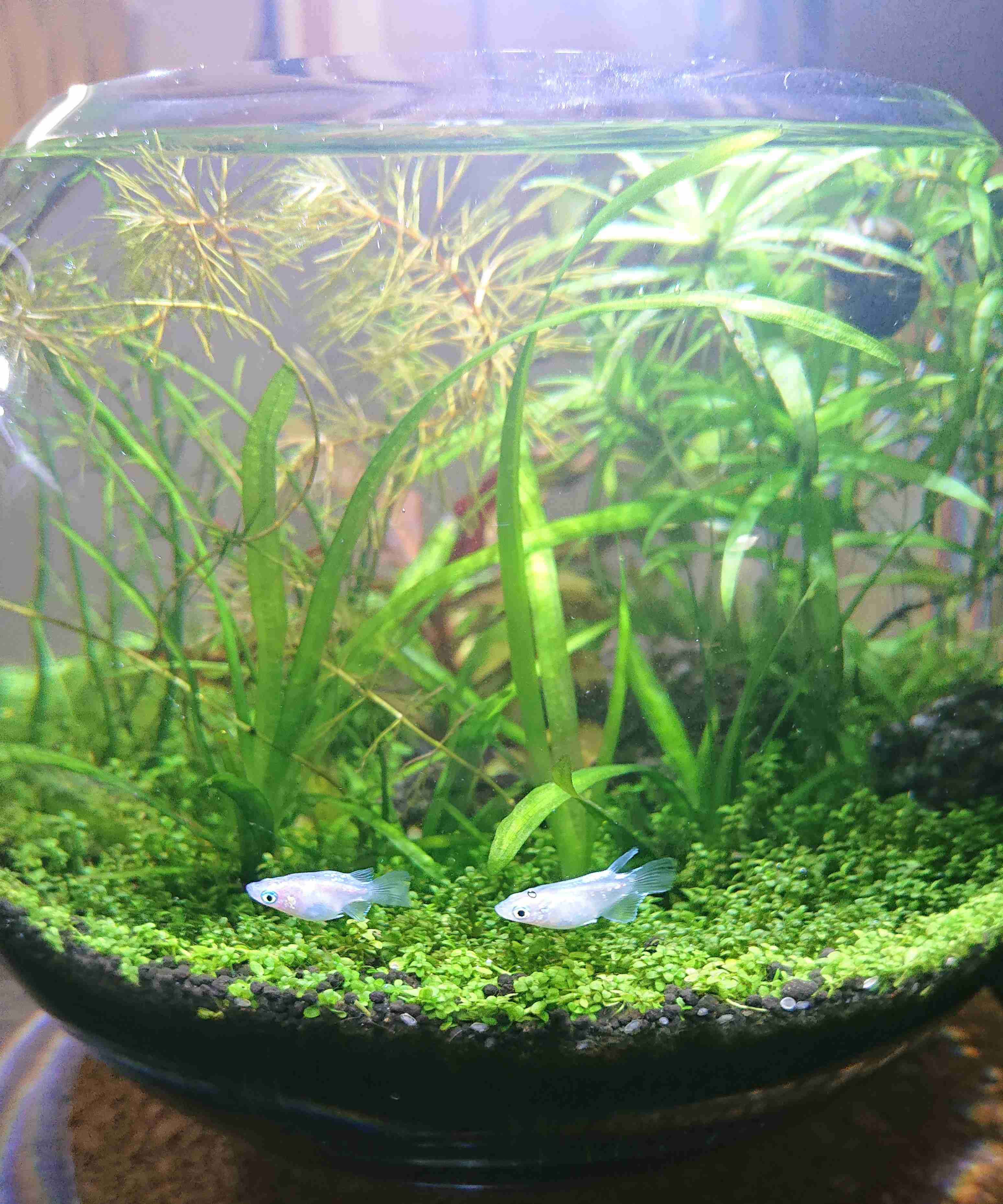 メダカ倶楽部 part 8