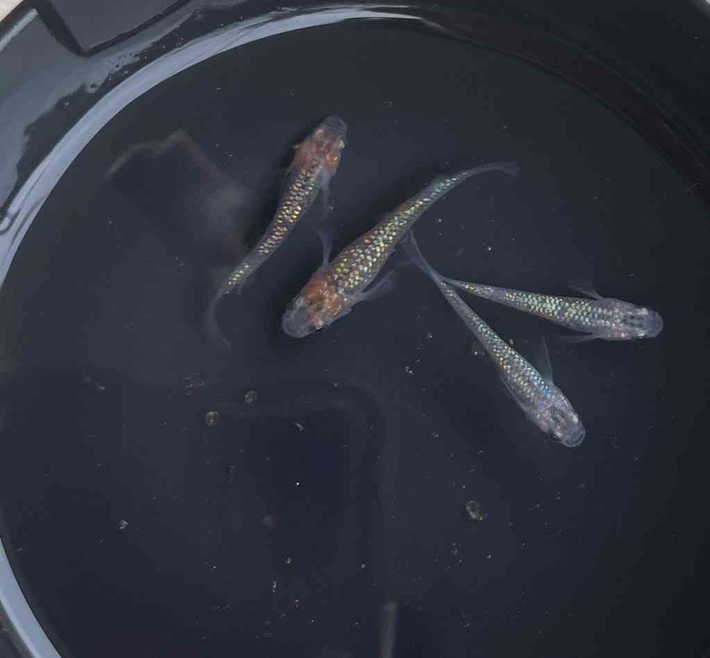 メダカ倶楽部 part 8