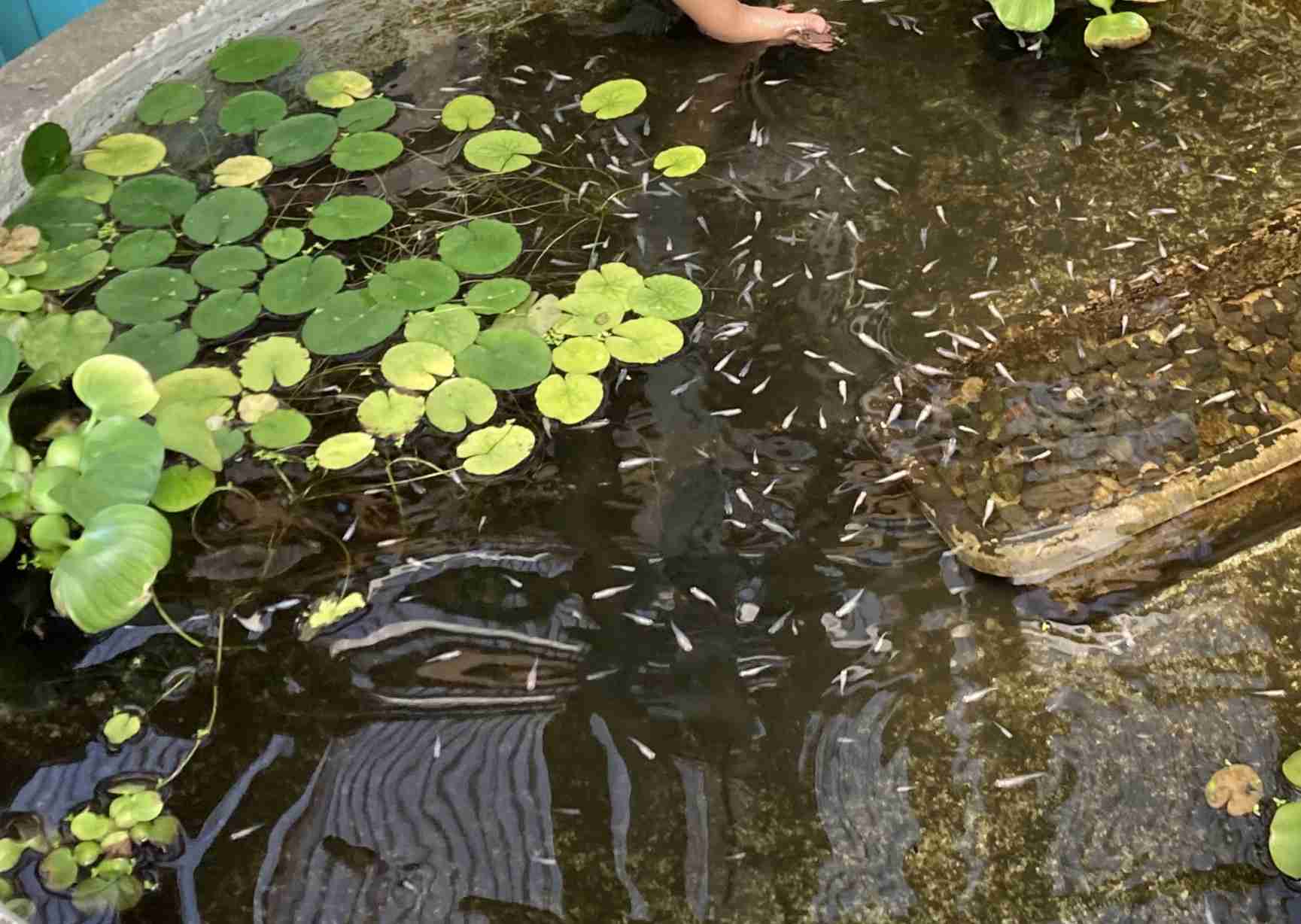 メダカ倶楽部 part 8