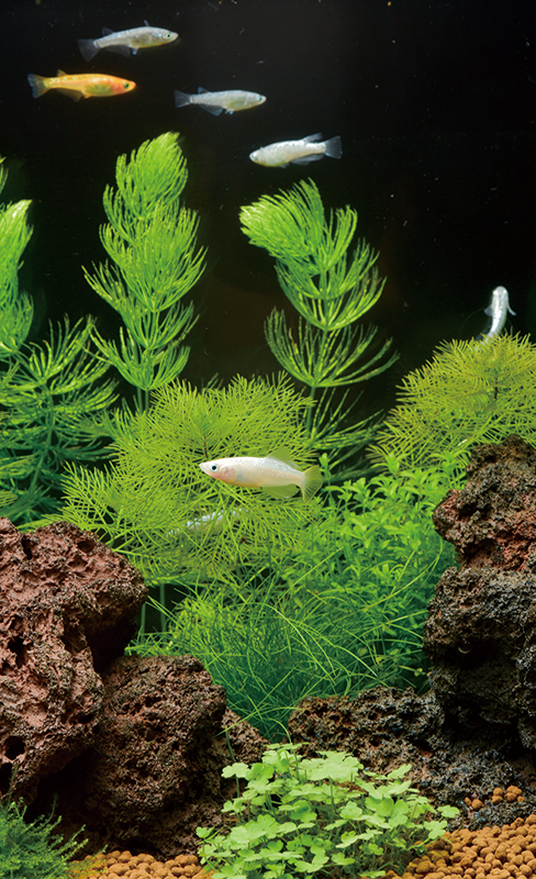 メダカ倶楽部 part 8