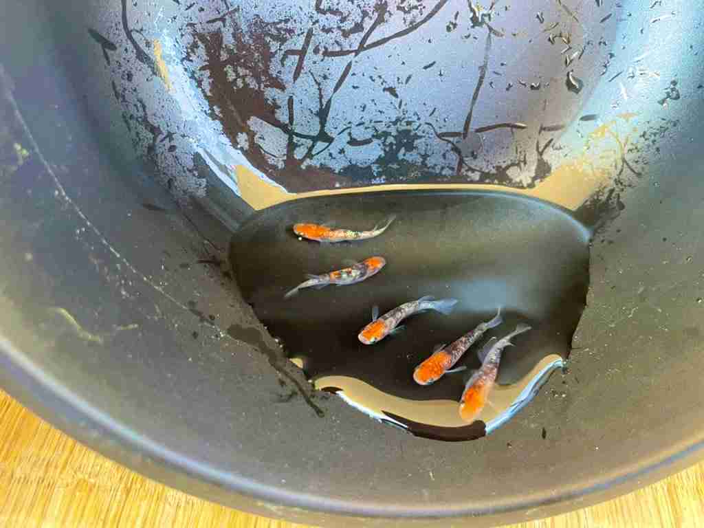 メダカ倶楽部 part 8