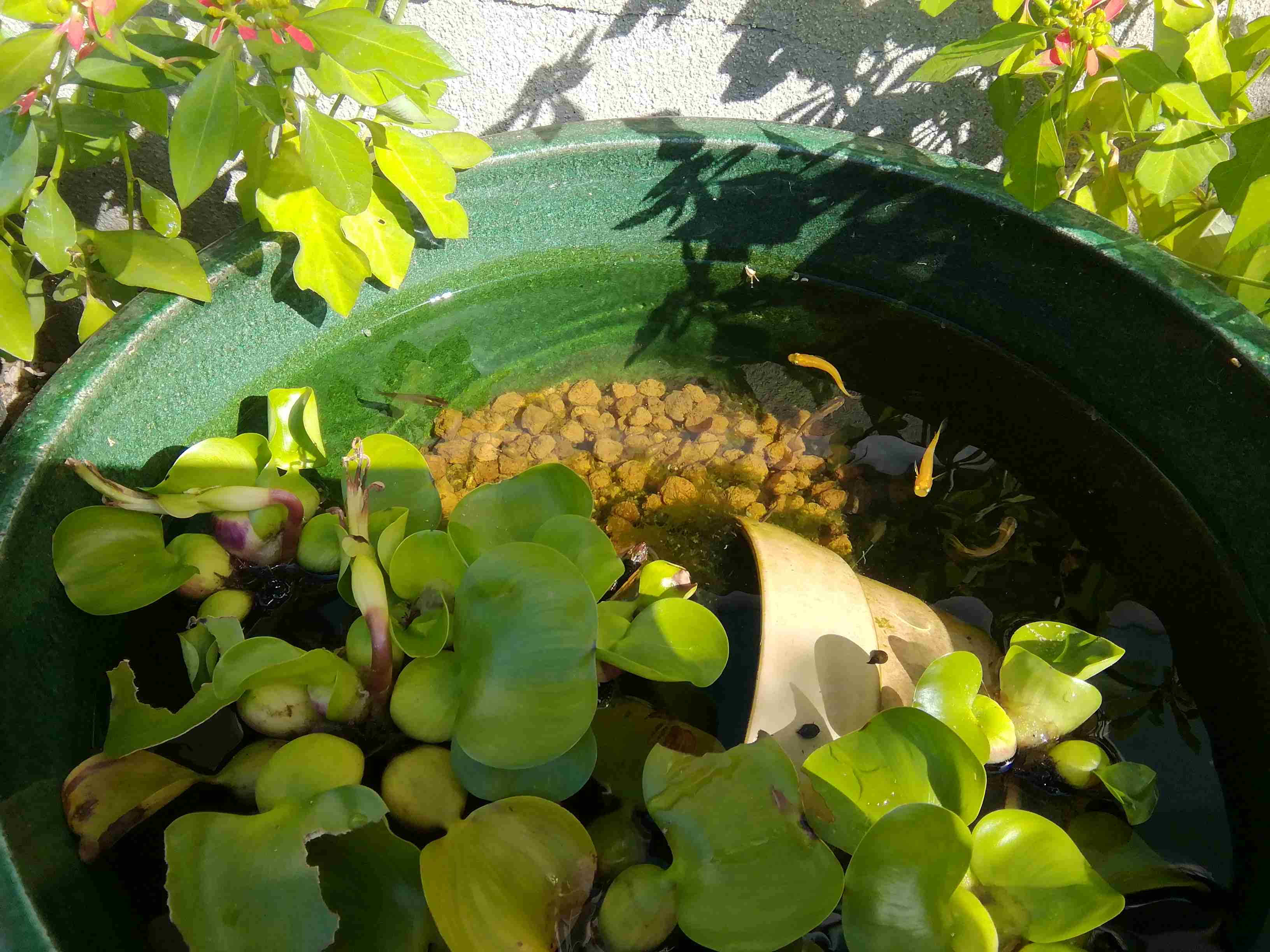 メダカ倶楽部 part 8