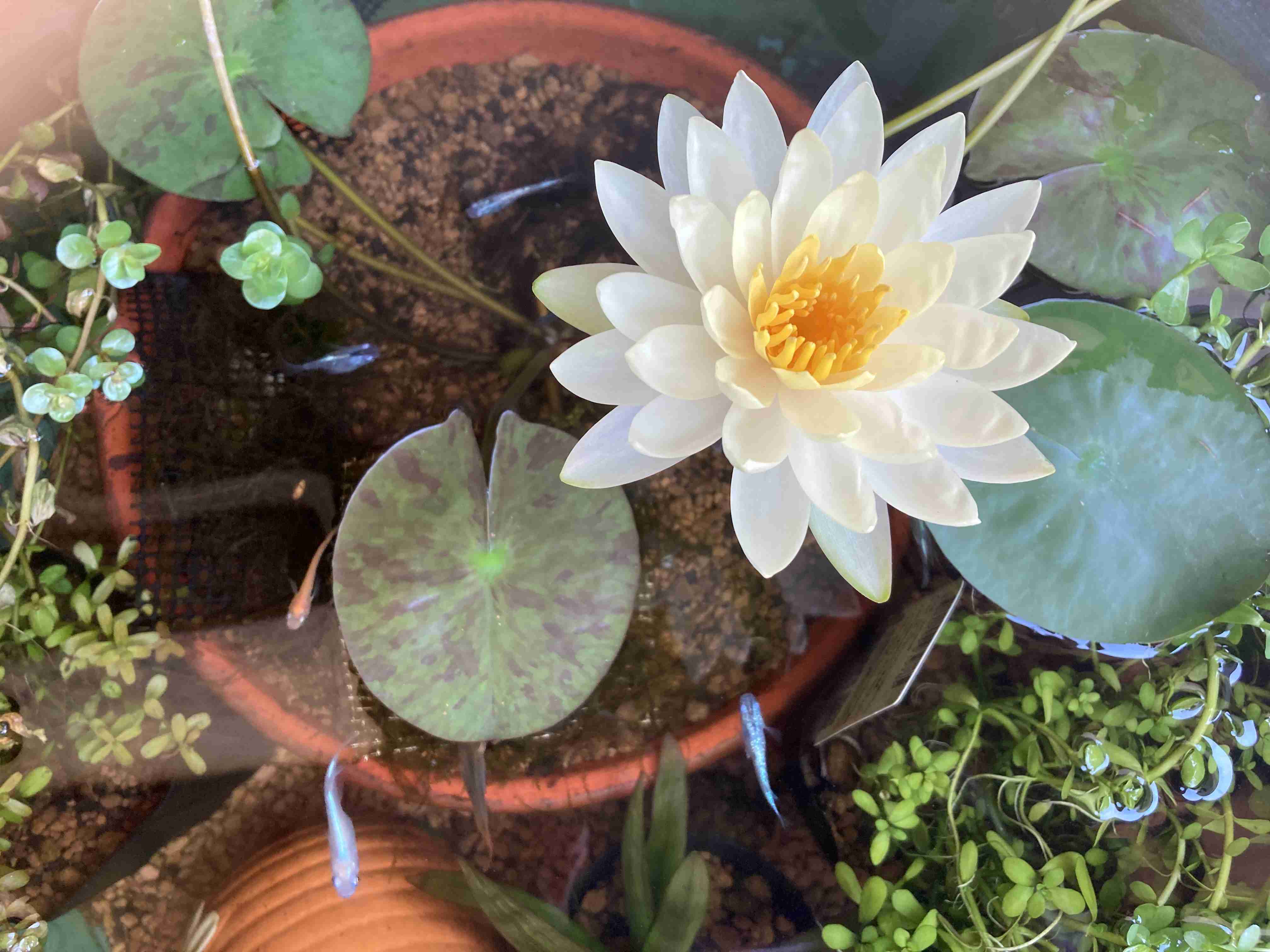 メダカ倶楽部 part 8