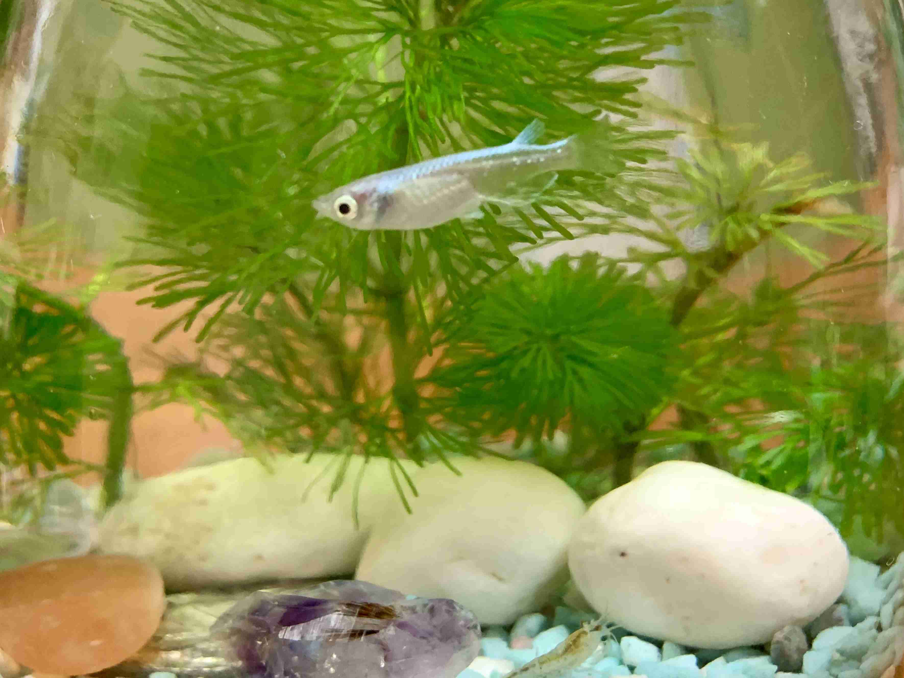 メダカ倶楽部 part 8