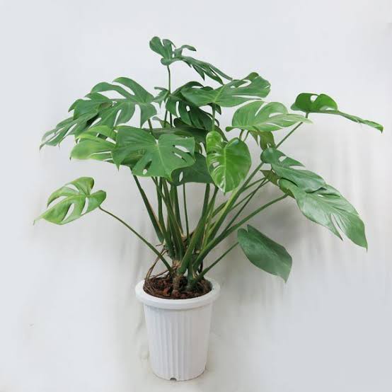 日当たりが悪い部屋でも育てられる植物