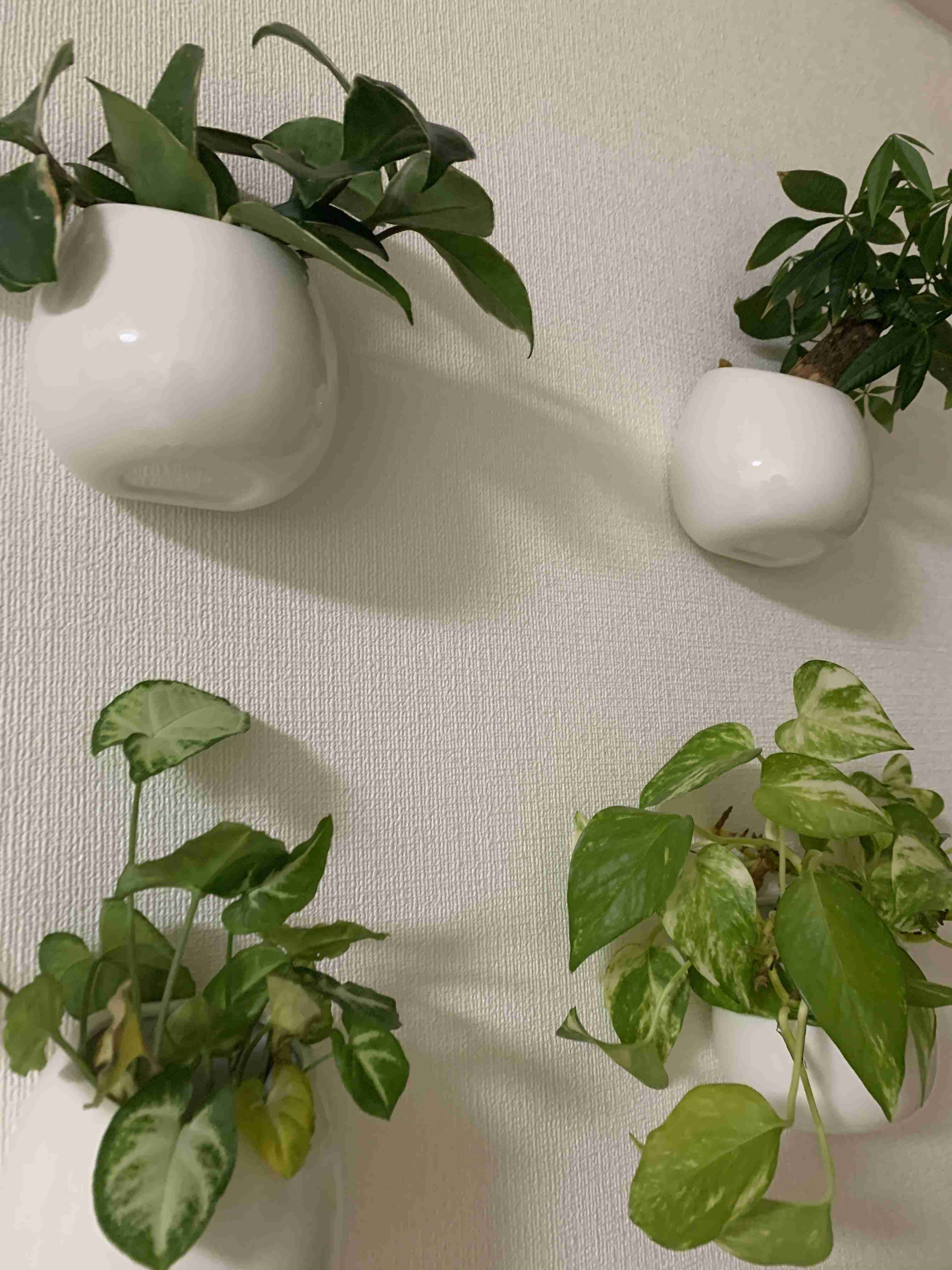 日当たりが悪い部屋でも育てられる植物