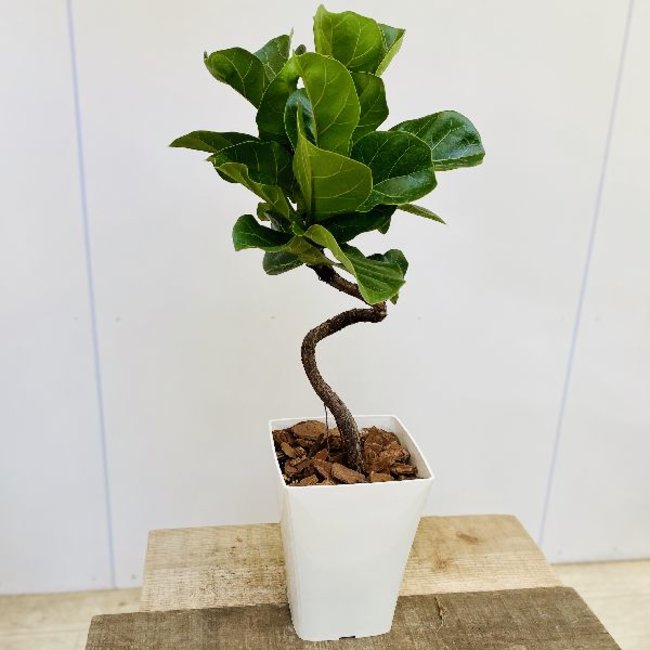 日当たりが悪い部屋でも育てられる植物