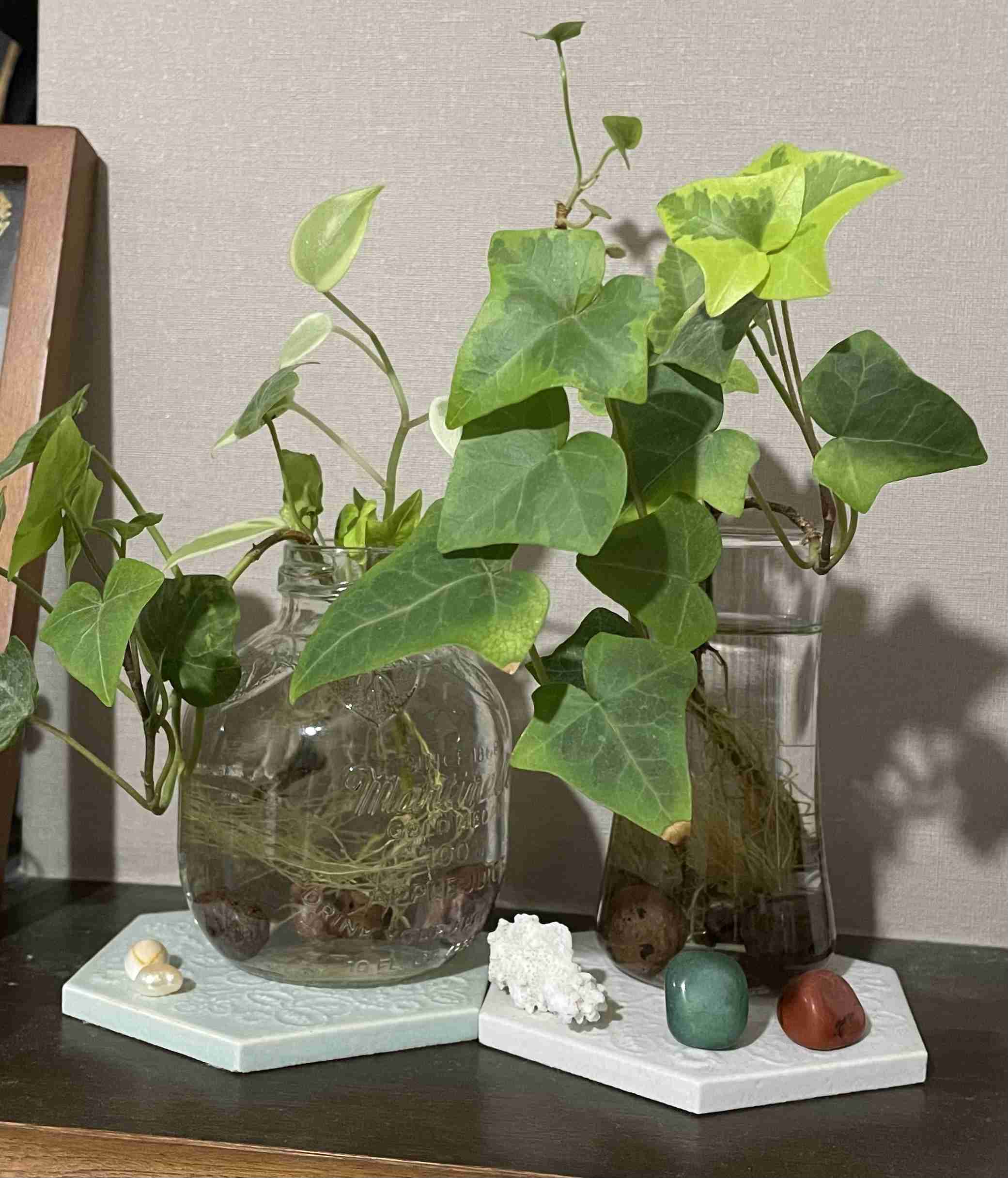日当たりが悪い部屋でも育てられる植物