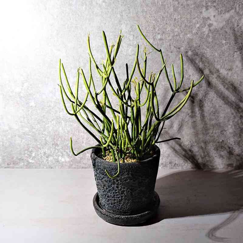日当たりが悪い部屋でも育てられる植物