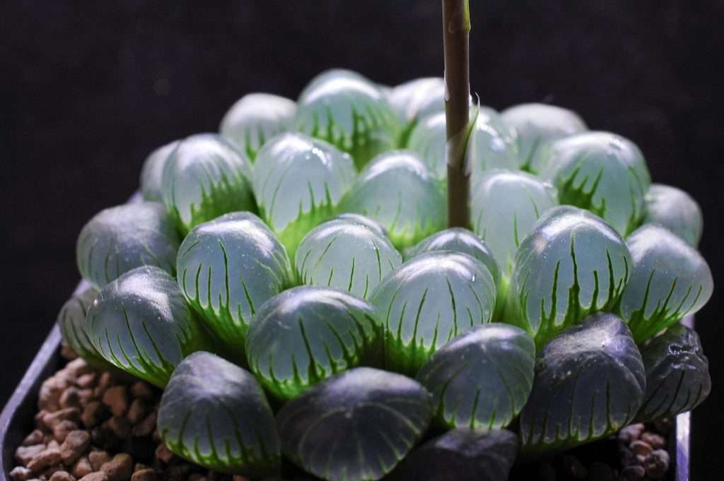 日当たりが悪い部屋でも育てられる植物