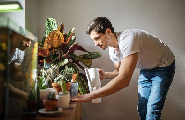 日当たりが悪い部屋でも育てられる植物